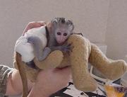 Cute Capuchin Monkeys For Sale In Good Homes 