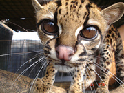 Ocelots kittens  ,  Cheetah cubs ,  serval and margay kittens for sale 